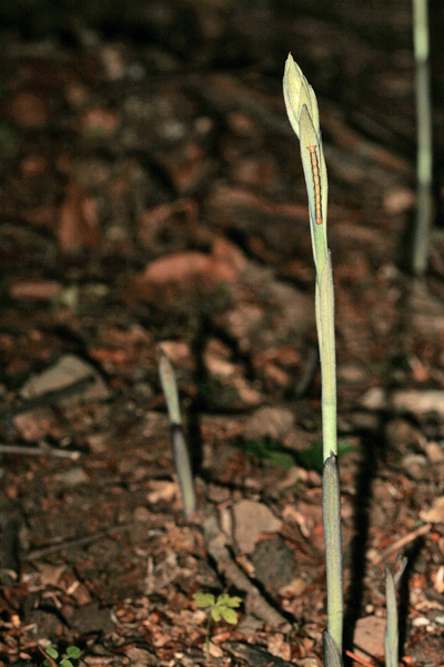 Boccioli da determinare: Limodorum sp.